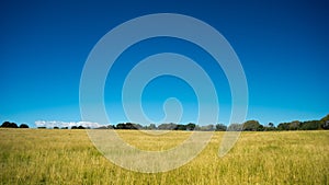 Grassy Field With Blue Skies