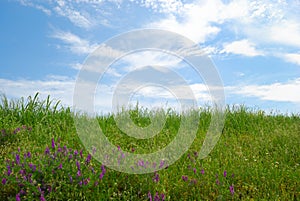 Grassy field with cloudy sky and green grass photo