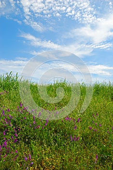 Grassy field with cloudy sky and green grass