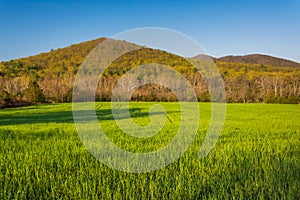 Grassy field and distant mountains in the rural Shenandoah Valley of Virginia.