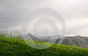 Grassy field in Iceland