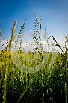 Grassy field in Karlsruhe, Germany