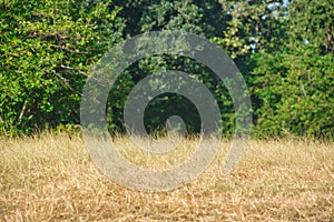 Grassy field near a tropical forest