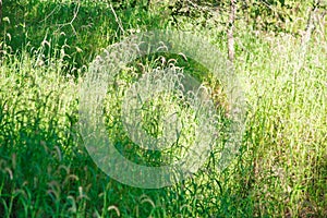 Grassy field near a tropical forest