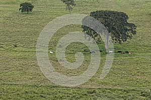 grassy field pasture area for livestock farming