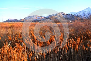 The Grassy Field of Salt Lake City photo
