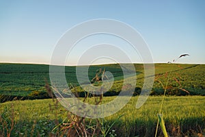 Grassy field of sugar cane with wheats