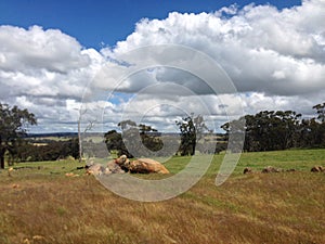 Grassy field with trees and cloudy sky