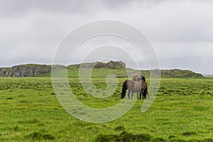 Grassy field with two horse playing around in the distance