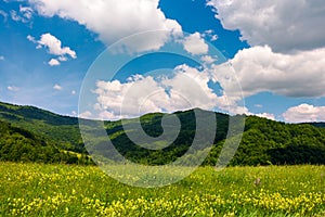 Grassy fields with wild herbs in mountains