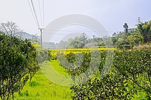 Grassy and flowering farmland at sunny spring noon