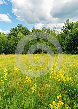 Grassy forest glade on the hill in summer