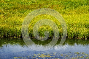 Grassy Freshwater Marsh