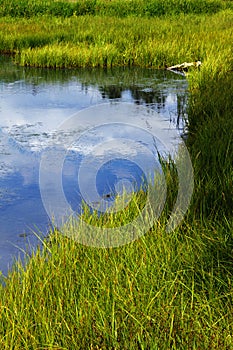 Grassy Freshwater Marsh