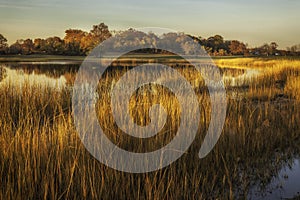 Grassy Golden Field By Pond At Sunset