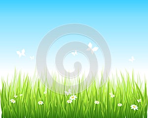 Grassy green field and blue sky photo