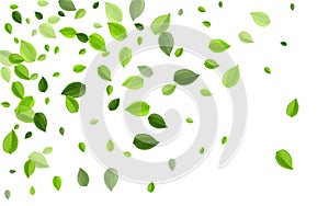 Grassy Greens Abstract Vector Brochure. Fly Leaf