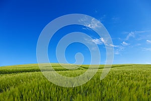 Grassy hill and blue sky