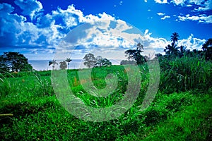 Grassy Hill and Ocean in the Background, Hilo Hawaii photo