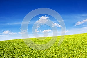 Grassy hill in the rays of the sun under a blue sky.