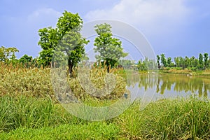 Grassy lakeshore in sunny spring