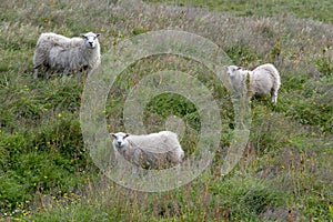Grassy landscape icelandic sheep grazing near the Black Sand Beach Vik South Iceland