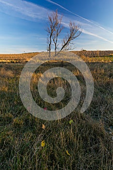 Grassy landscape with withered tree