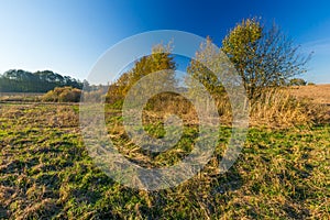 Grassy landscape with withered tree