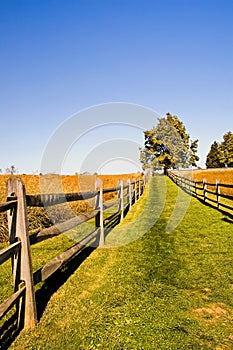 Grassy Lane on a Fall Afternoon