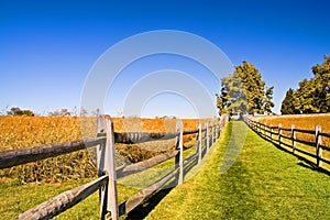 Grassy Lane on a Fall Afternoon - 2