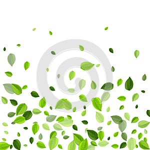 Grassy Leaf Organic Vector Border. Abstract