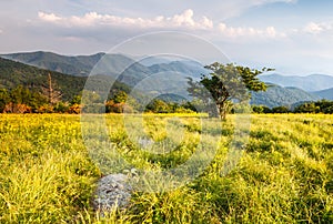 Grassy Meadow on Appalachian Trail North Carolina Tennessee