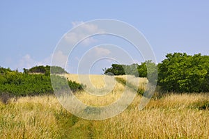 Grassy meadow with bushes