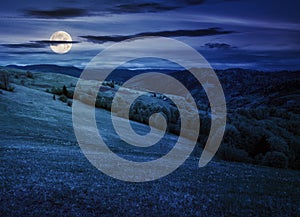 grassy meadow in carpathian mountains at night