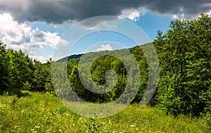 Grassy meadow in forest on a cloudy day