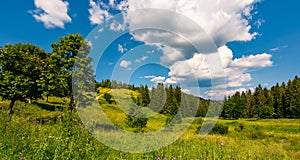 Grassy meadow among the forested hills