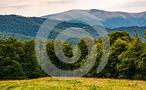 Grassy meadow on forested hillside of Carpathians