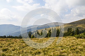 Grassy meadow on forested hillside of Carpathians. Lovely summer landscape in mountains