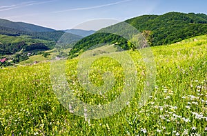 Grassy meadow on a hillside