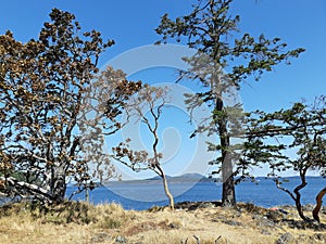 Grassy meadow on on Salt Spring Island