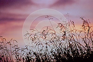 Grassy Meadow Silhouette