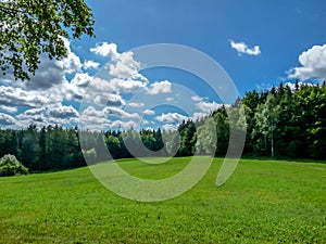 Grassy meadow between the woods.