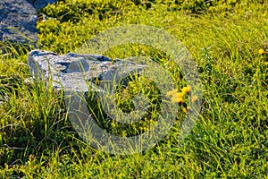 grassy meadow with yellow dandelions