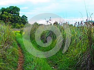 Grassy off-road road through green grass field