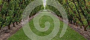 A grassy path between apricot trees in a V shape in an orchard in Cromwell in New Zealand