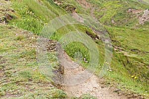 Grassy path at Flamborough Head