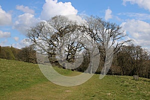 Grassy path through Levens Hall Deer Park, Cumbria