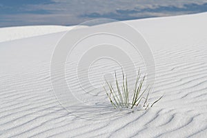 Grassy plant in the dunes at White Sands