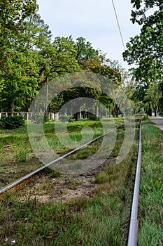 Grassy rails, railway, sleepers. Rails in perspective. There are trees and bushes.