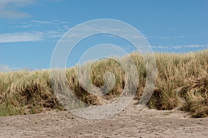 Grassy Sand Dune with Blue Sky